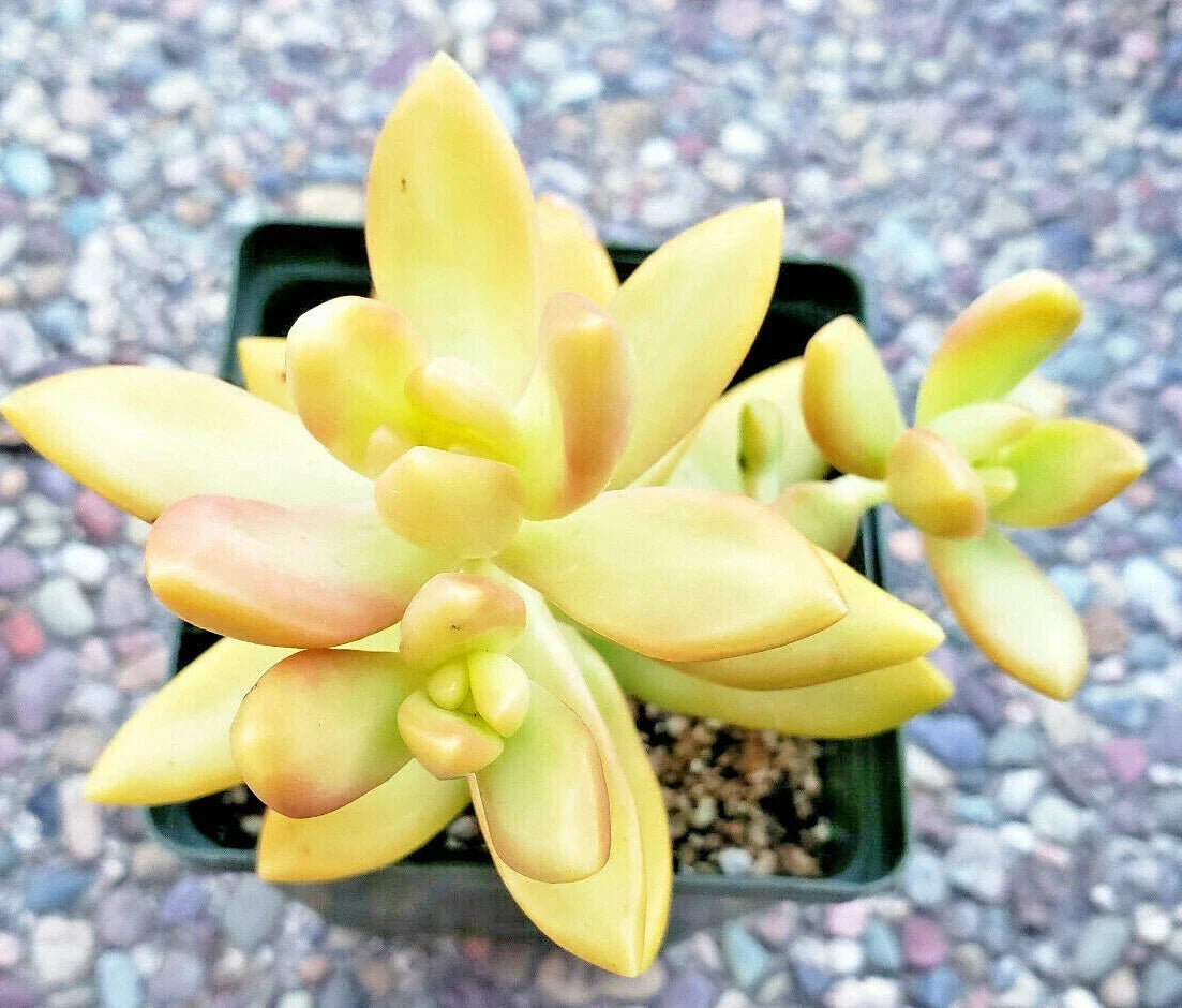 Sedum Adolphii "Golden Glow" Succulent Plants – 2" Rooted Golden Sedum for Gardens & Containers