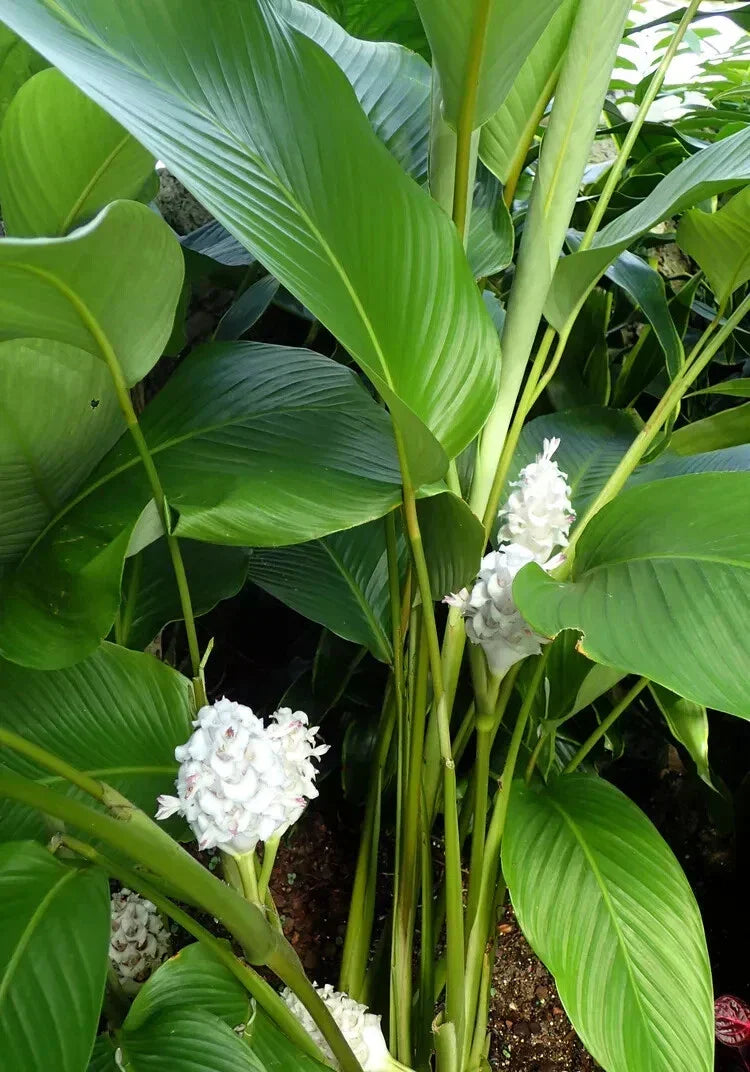 25+ Ice Blue Calathea Seeds - Calathea 'Dottie' for Indoor & Outdoor Planting - USA