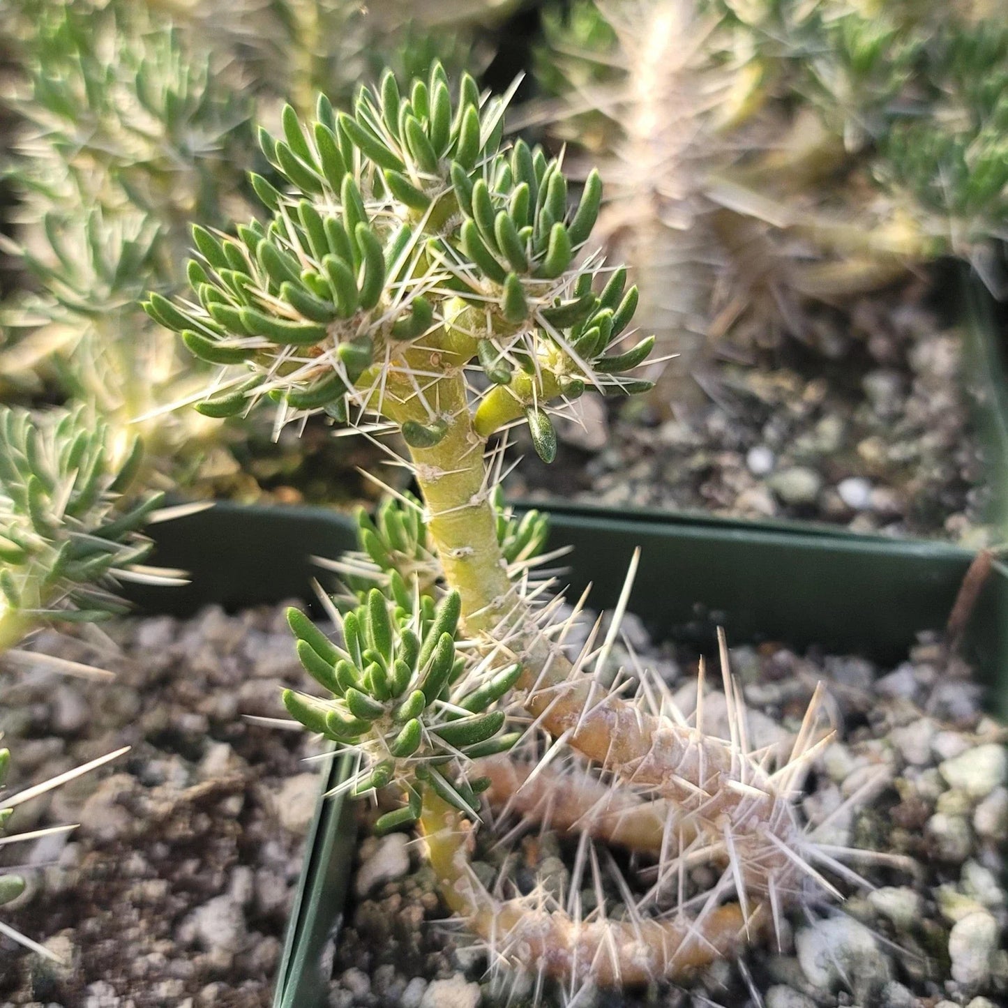 Live Succulent Plant - Maihuenia poeppigii Cactus in 4-Inch Pot - Unique Green Drought-Tolerant Indoor/Outdoor Decor