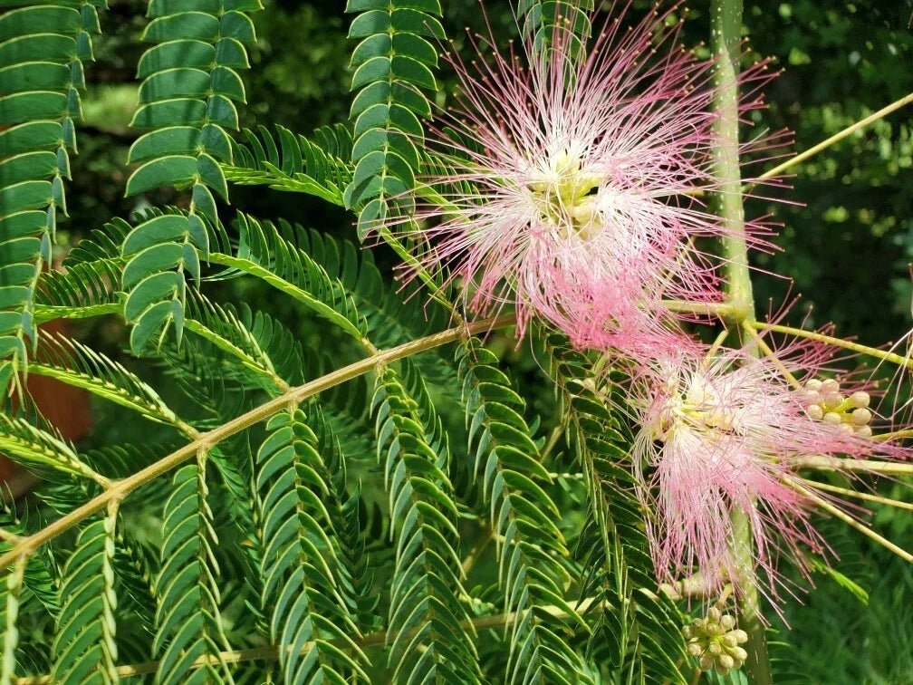Pink Mimosa Tree Cuttings 6-8" | Albizia julibrissin | Attracts Bees, Butterflies & Hummingbirds | Garden Plant Propagation