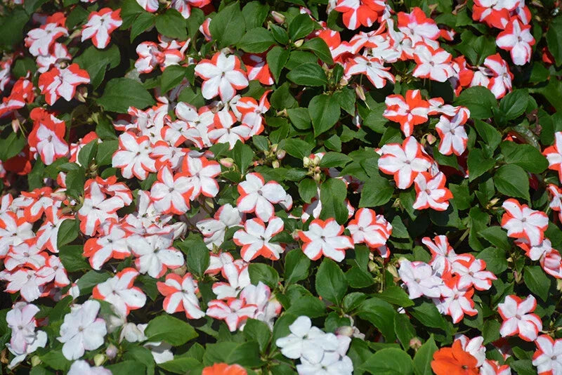 Busy Lizzy Seeds - 100 Premium Orange Star Impatiens (Impatiens walleriana) - Non-California Shipping