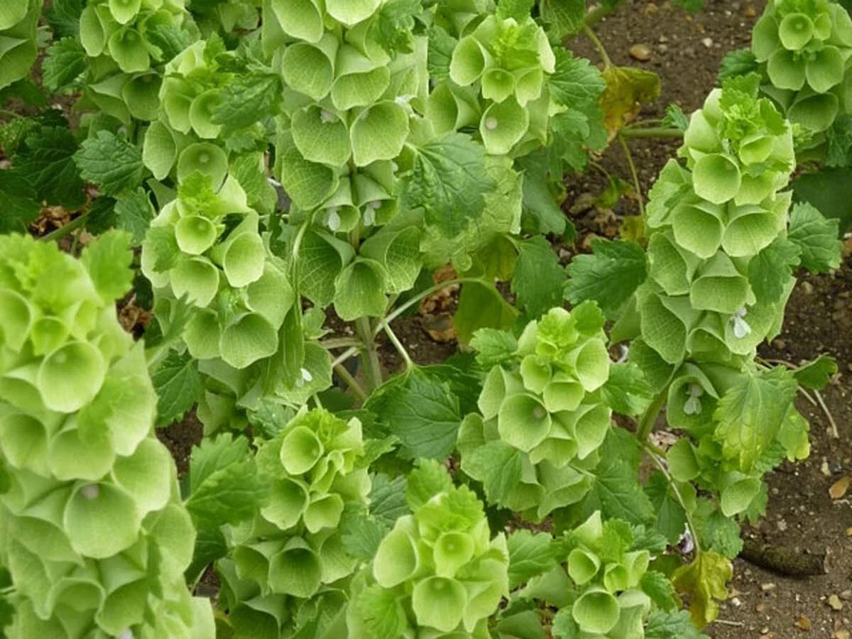 Bells of Ireland Seeds, Green Flower, Moluccella laevis, Non-GMO, Fast Germinating, Over 150 Seeds, Free Shipping USA