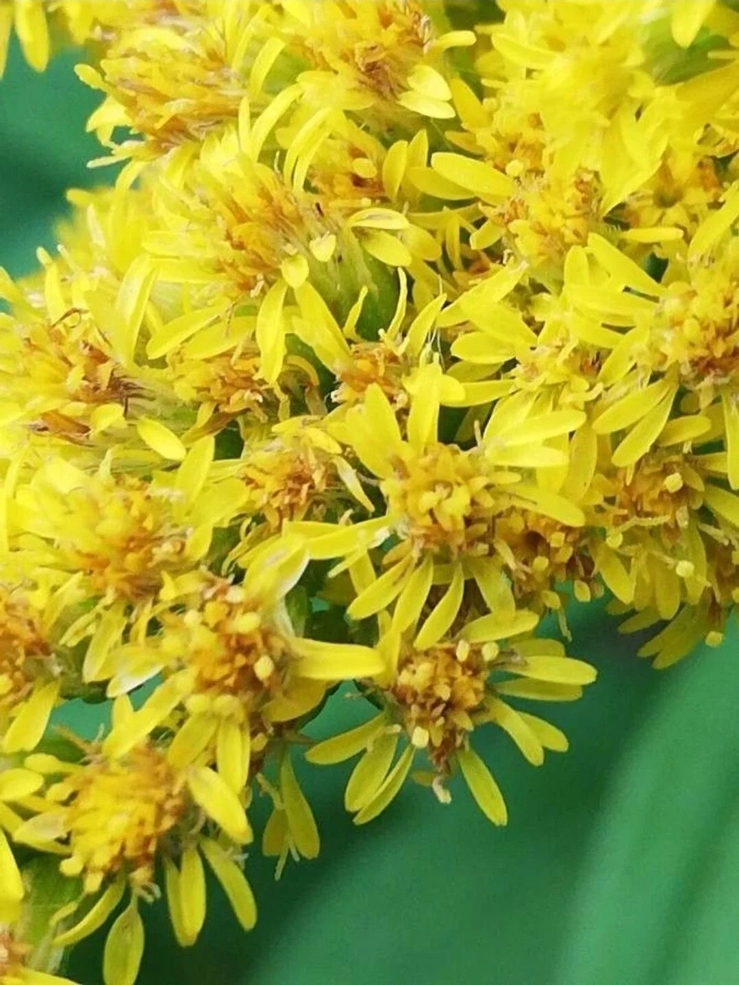 Goldenrod Seeds - 300+ Organic Solidago canadensis for Ornamental & Medicinal Gardens, Pollinator Attractant, Wildflower Meadow