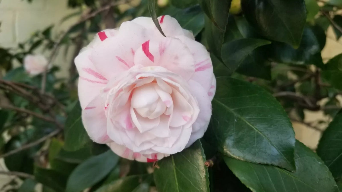 Candy Cane Camellia Cuttings - Eight Stem, Prolific Bloomer, Camellia japonica, Variegated Flowers, Evergreen Foliage