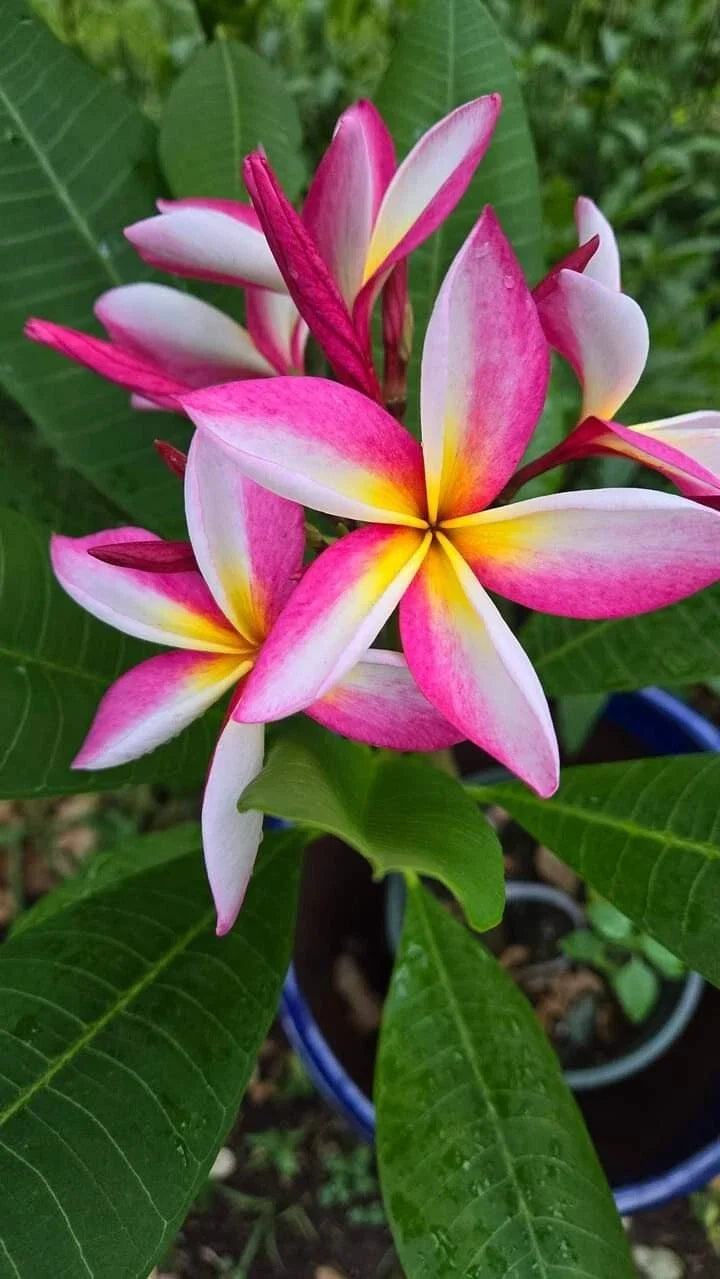 Multicolor Live Plumeria Plant | Well-Rooted Tropical Frangipani | Bright Flowers & Fragrant Blooms | Plumeria spp.