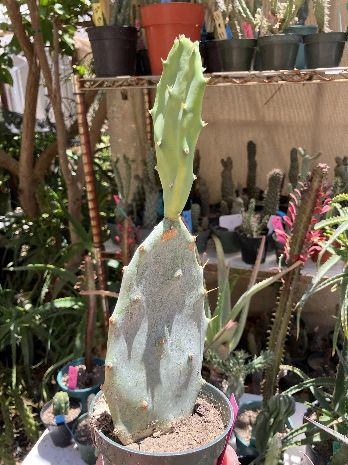 Opuntia Hybrid Cartwheel Prickly Pear Cactus Potted Plant, Drought-Tolerant Succulent, Indoor & Outdoor Garden, Bright Blooms