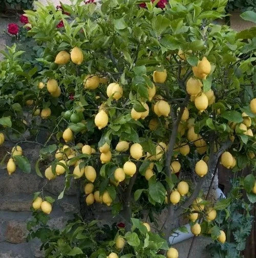 Live Lemon Tree Seedling 4-Inch Eureka Citrus limon Indoor Outdoor Starter Plant