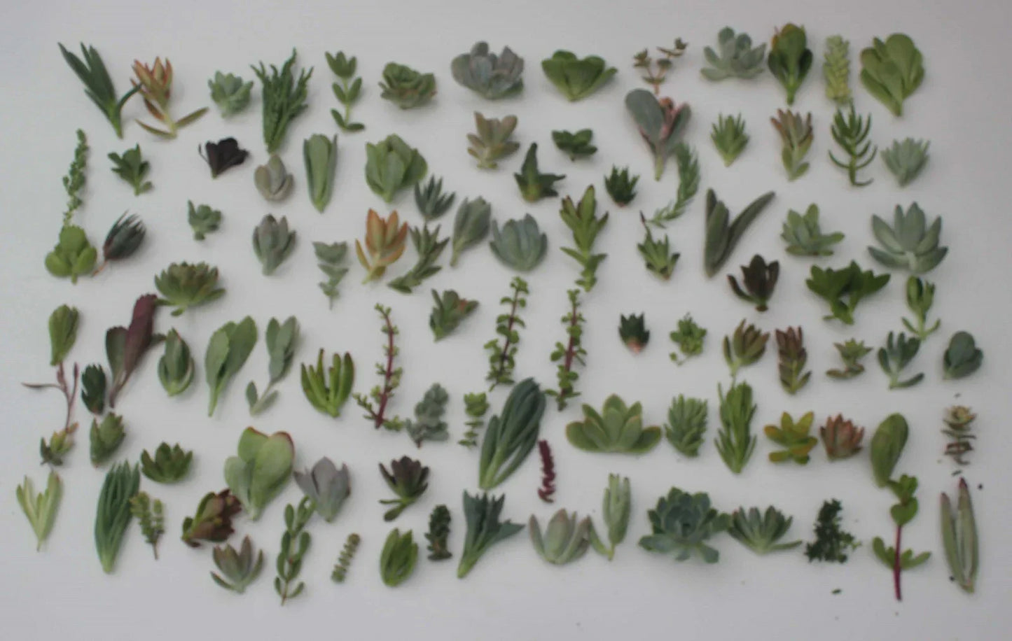 Succulent Cuttings Collection – 30 Varieties for Propagation – Indoor & Outdoor Gardening – Echeveria, Sedum, Haworthia