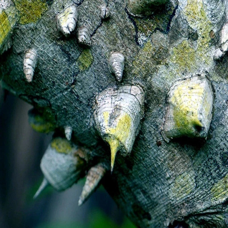 20 Hercules Club Tree Seeds | Prickly Ash | Rare Zanthoxylum clava-herculis | Fast Growing, Landscaping, Wildlife Attracting