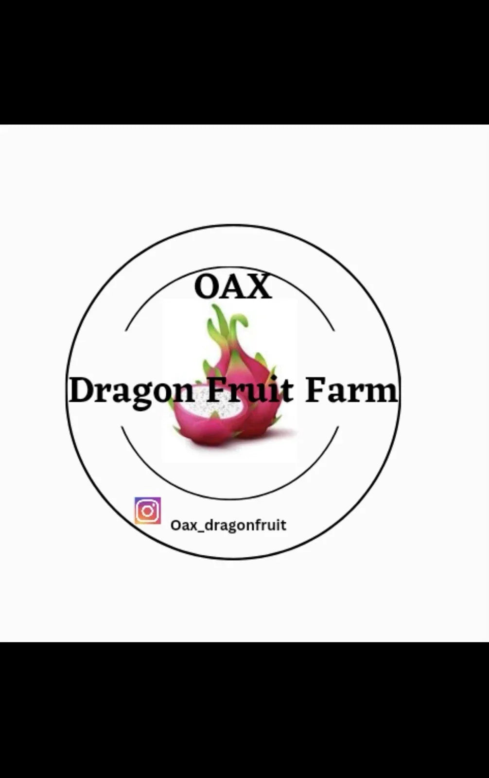 Mature Dragon Fruit Cuttings Lake Atitlan Variety Hylocereus undatus for Garden or Patio