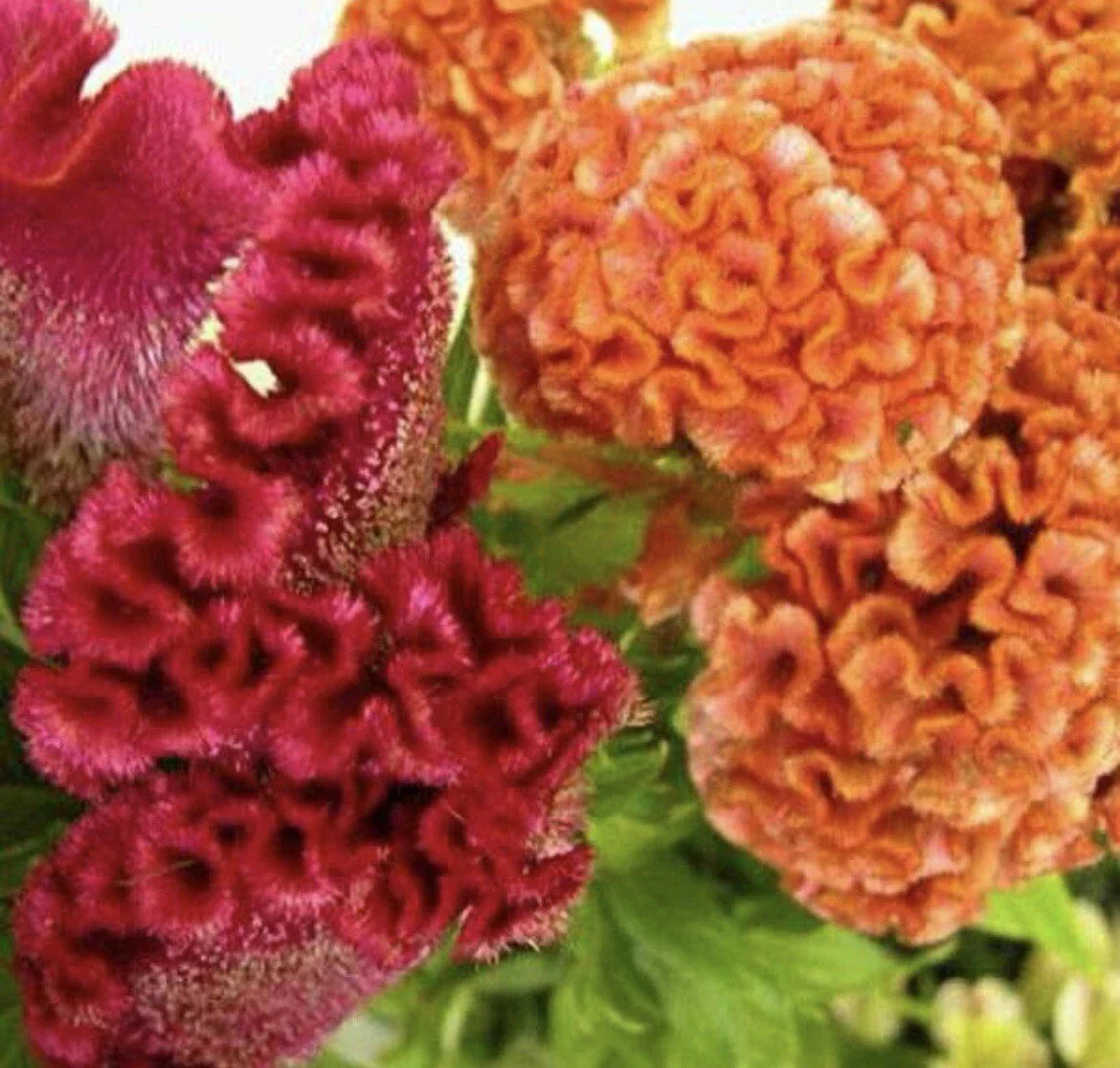 200+ Celosia Seeds Cockscomb Variety | Celosia Cristata Seeds Packet