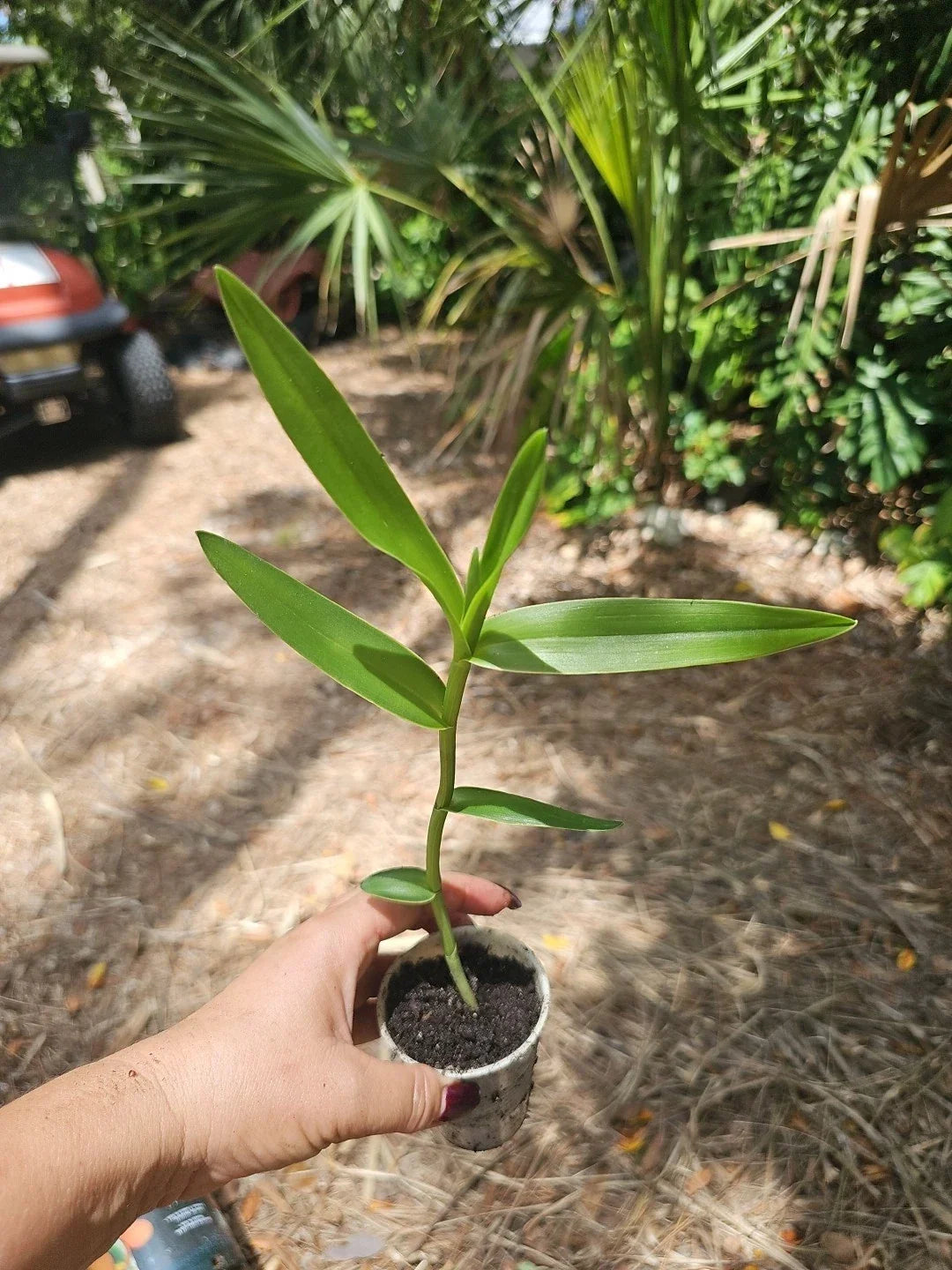 Epidendrum radicans Orchid Plant - Reed Stem, Orange Dschungle Dancing Lady, Blooming Houseplant, Tropical Orchid
