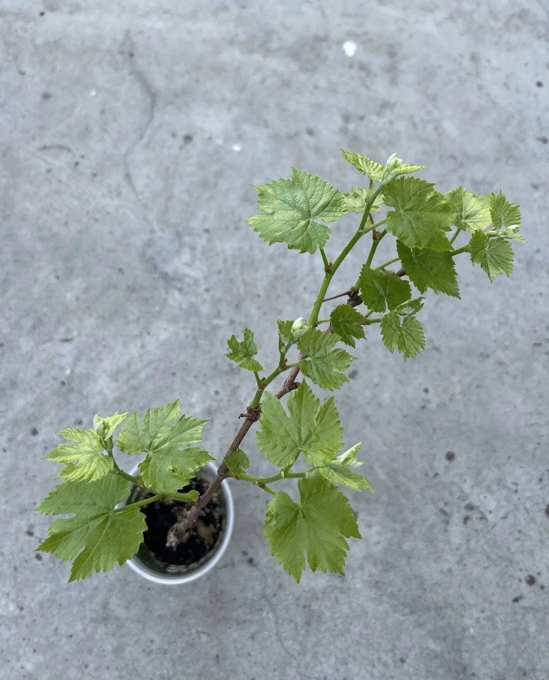 Grape Plant Cutting Vine 18" Sweet Variety in Pot Vitis vinifera Climbing Vine for Garden or Patio