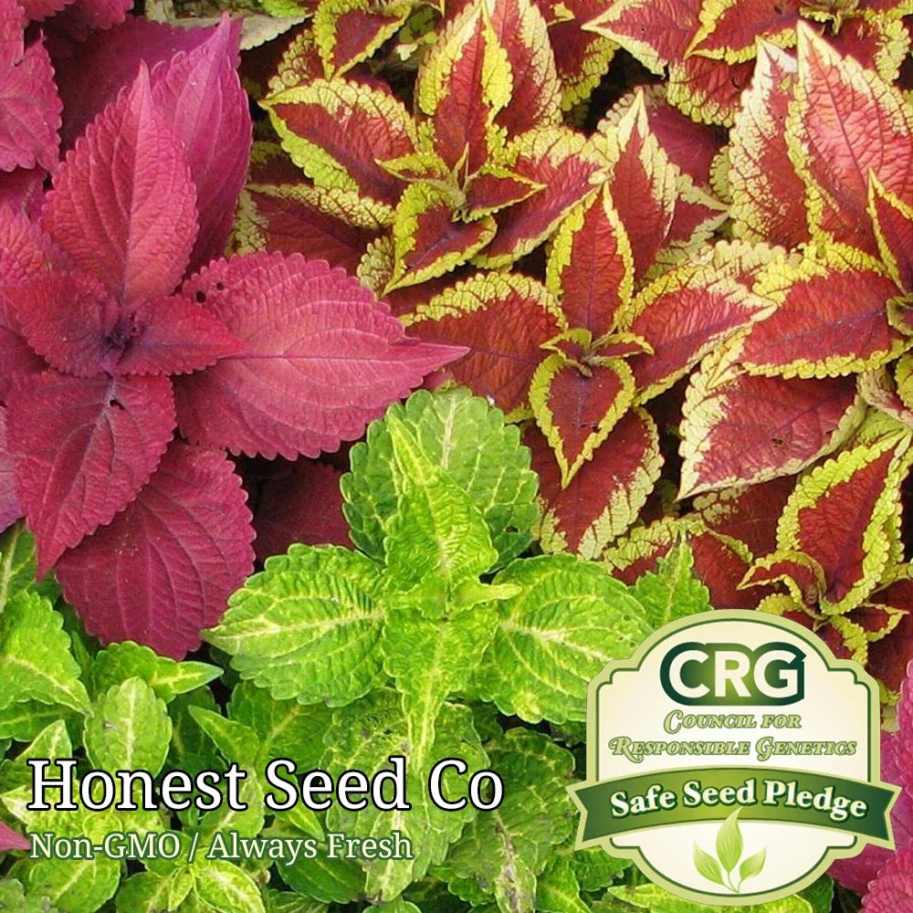 Rainbow Coleus Flower Plant Seeds | Non-GMO Annual & Perennial Foliage Seeds | Plectranthus scutellarioides