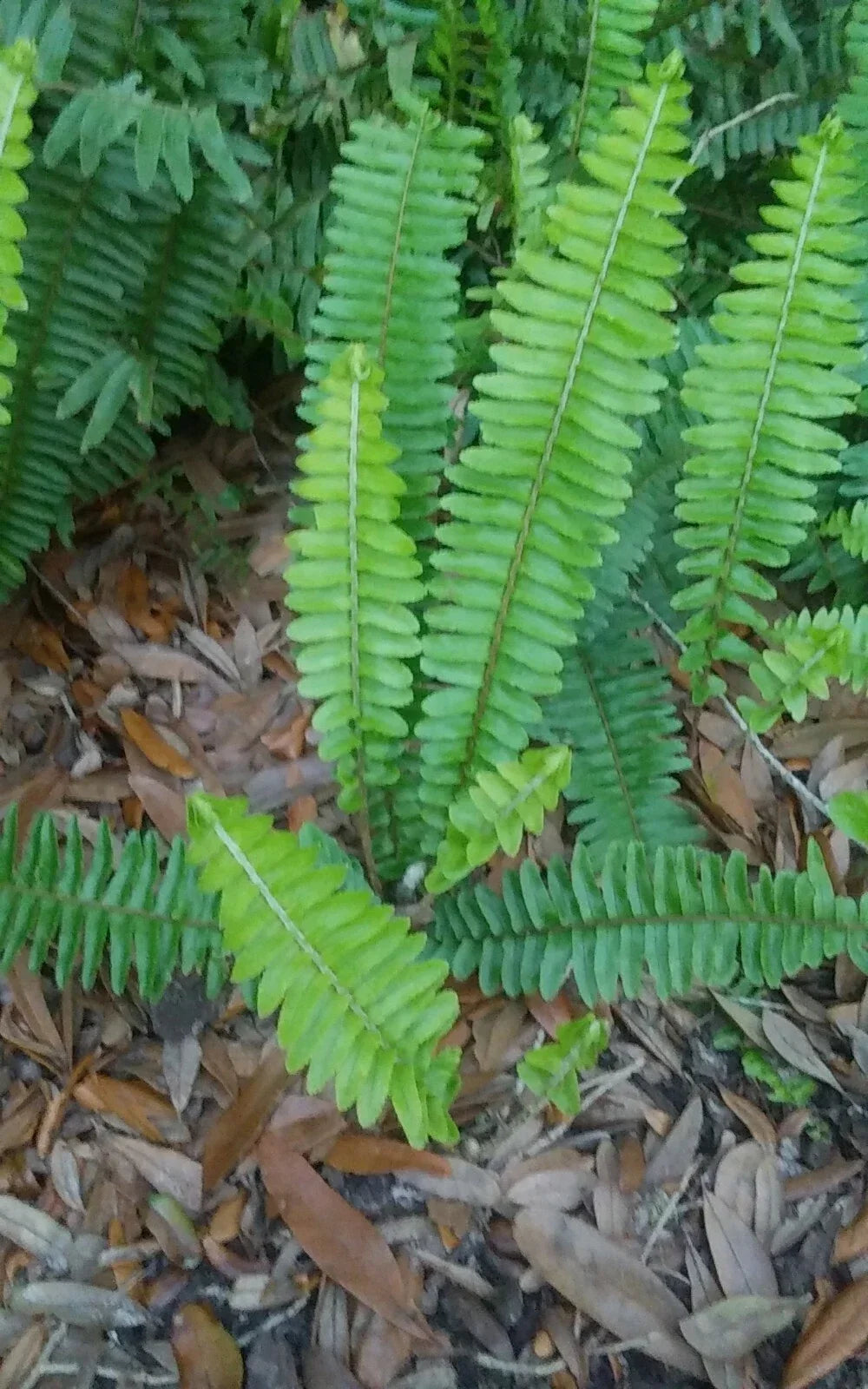 Rooted Live Boston Fern Plants, Organic Tropical Evergreen, Shade-Loving, Nephrolepis exaltata, Indoor & Outdoor