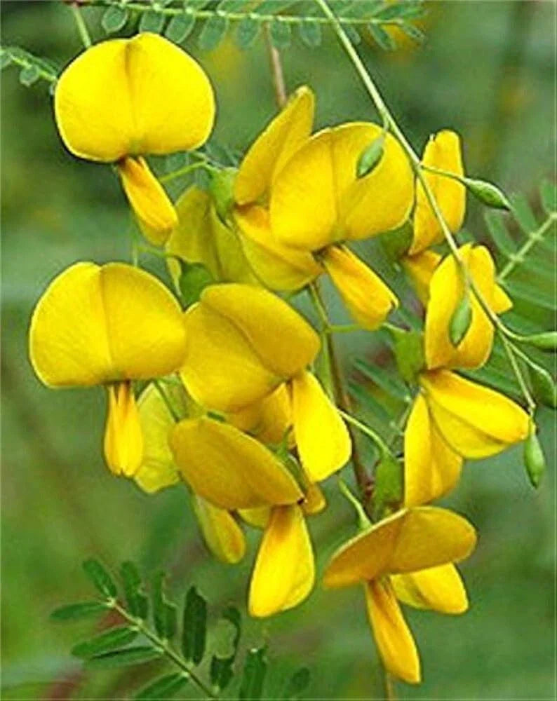 Sesbania Sesban Seeds - 30+ Yellow Flowering Seeds, Perennial Shrub