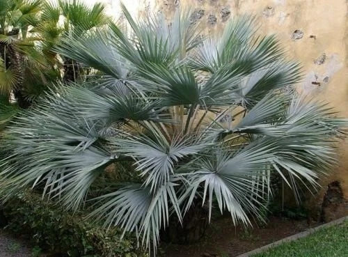Brahea Armata Blue Hesper Palm Seeds - 8 Rare Blue Palm Tree Seeds for Gardens and Landscapes