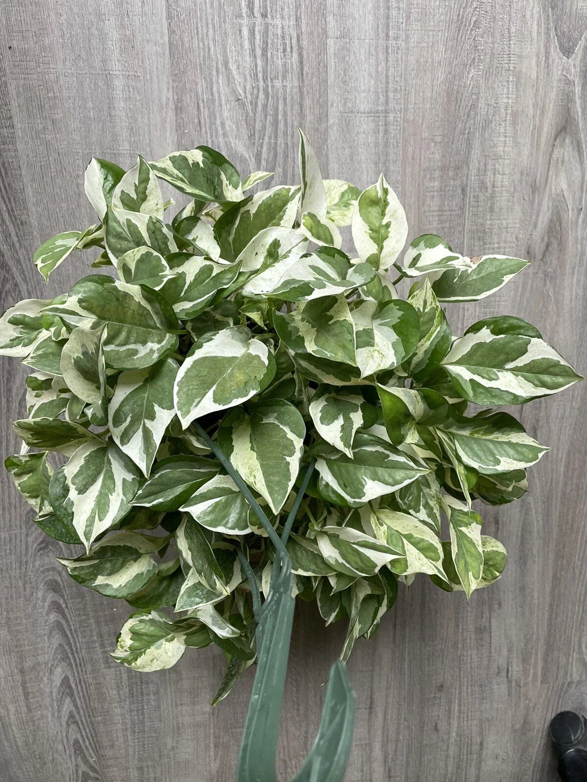 Pothos Cuttings - Pearls and Jade Variegated Indoor House Plant - Epipremnum aureum - Trailing Vining Green and Cream