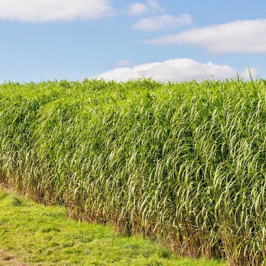 Switchgrass Seeds - 1001+ Count - Native Ornamental Perennial - Panicum virgatum - Fast Growing, Easy Care Prairie Grass