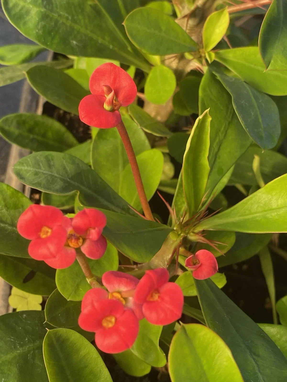 Crown of Thorns Plant - Rooted Cutting with Red Flowers | Euphorbia Milii Succulent