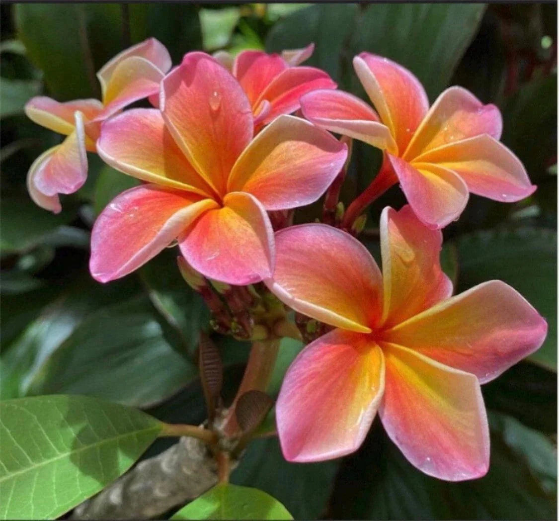 Large Rooted Plumeria Cutting - Kona Sunset Variety with 2 Big Tips - Fragrant Tropical Flowers - Plumeria rubra