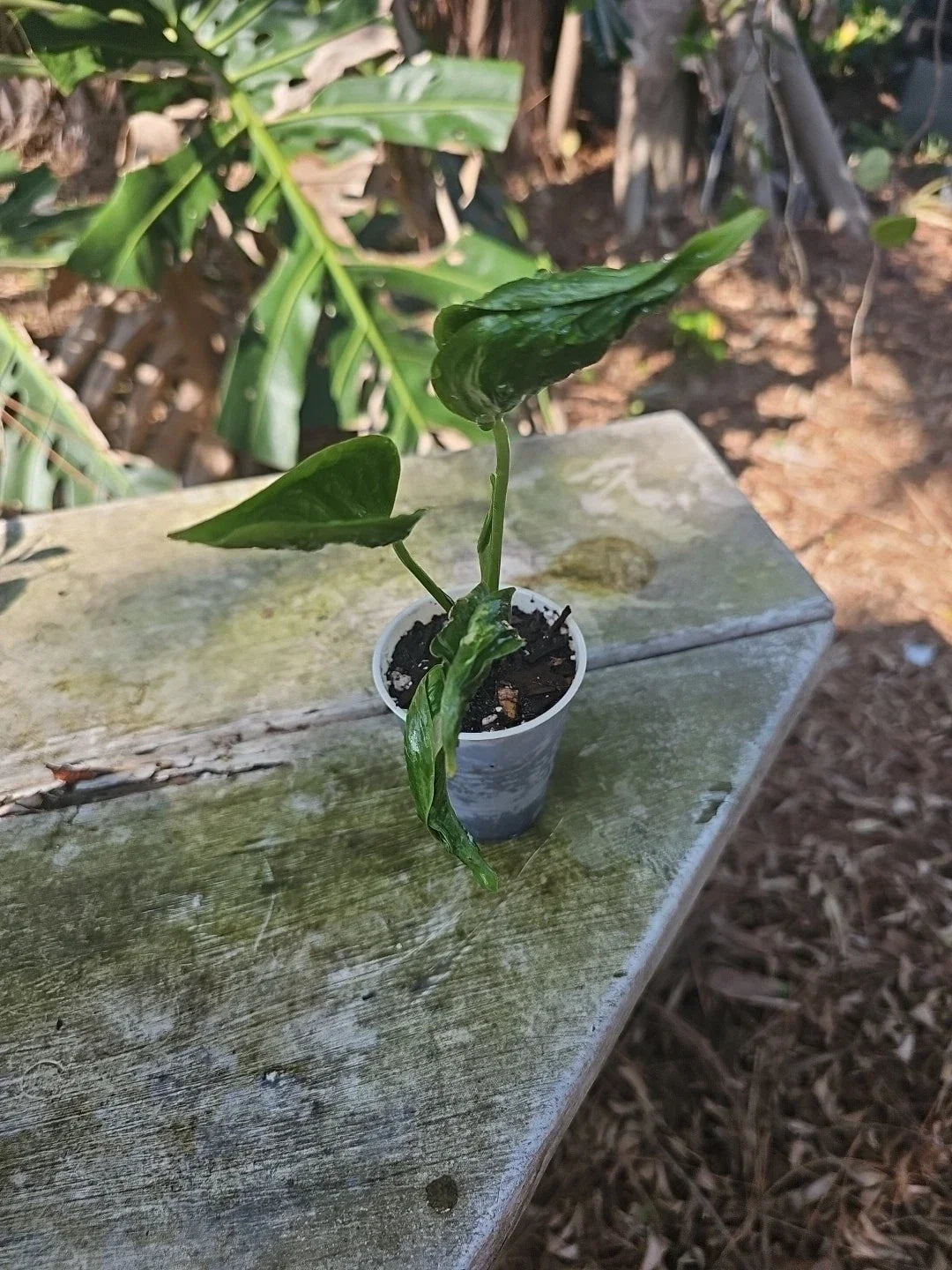 Shangri La Pothos Live Plant in 3" Pot, Variegated Green Epipremnum Aureum, Trailing Indoor Houseplant