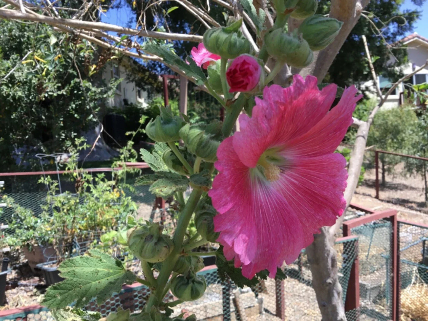 Hollyhock Seeds Packet of 50 Rosy Pink Alcea rosea - Tall Upright Garden Flower for Borders & Pollinator Attracting