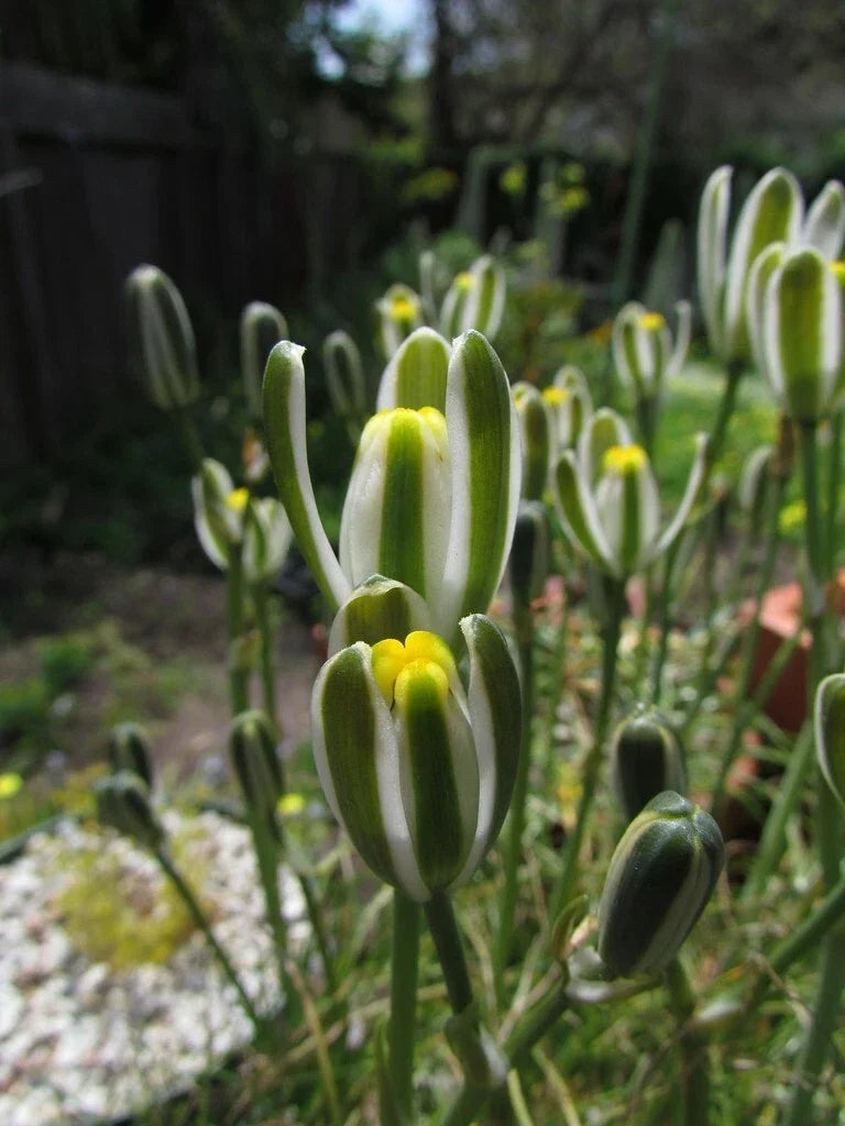 Albuca Namaquensis "Augrabies Hill" - Rare 3" Potted Succulent with Spiral Leaves and Yellow Flowers