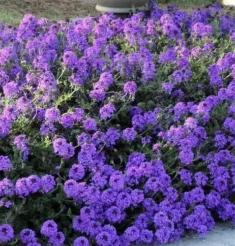 Moss Verbena Seeds - Butterfly Attracting, Perennial, Verbena tenuisecta, 860 Seeds for Gardens & Containers
