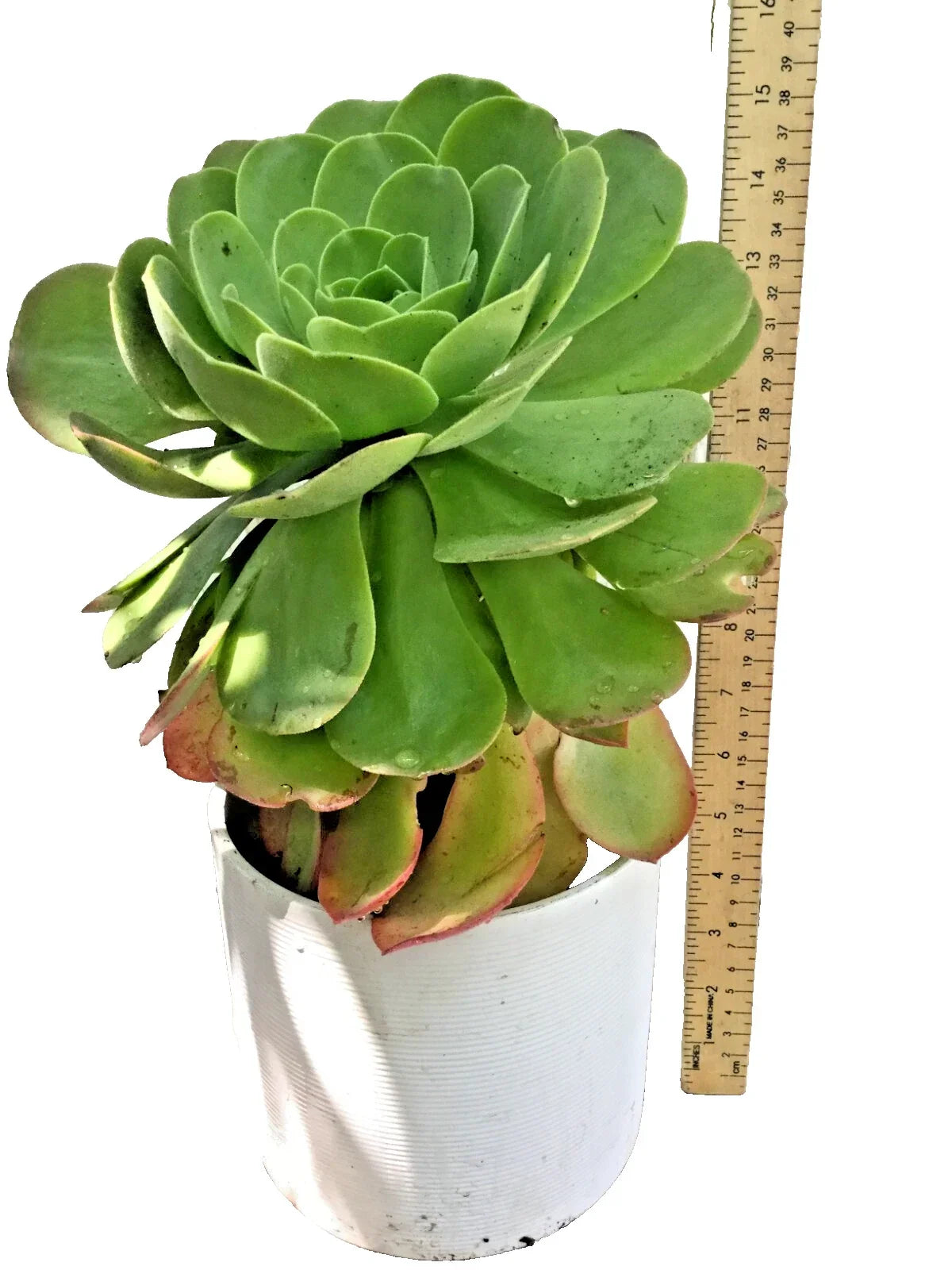 Large Rooted Aeonium Arboreum Succulent Green Rose - Rosette-forming, Drought Tolerant, Indoor & Outdoor Plant