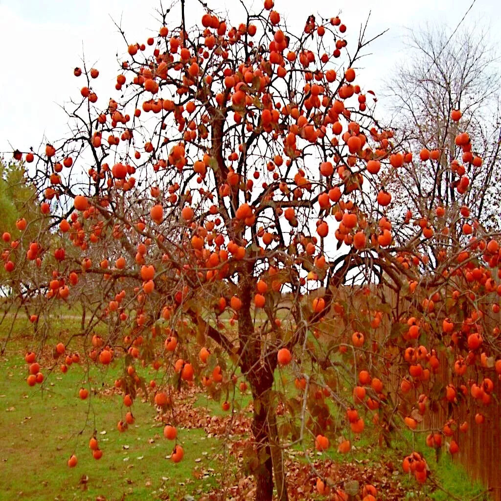Persimmon Tree Seeds - Sugar Plum Variety - Diospyros Virginiana - Cold Hardy Fruit Plant Seeds for Zones 4-9