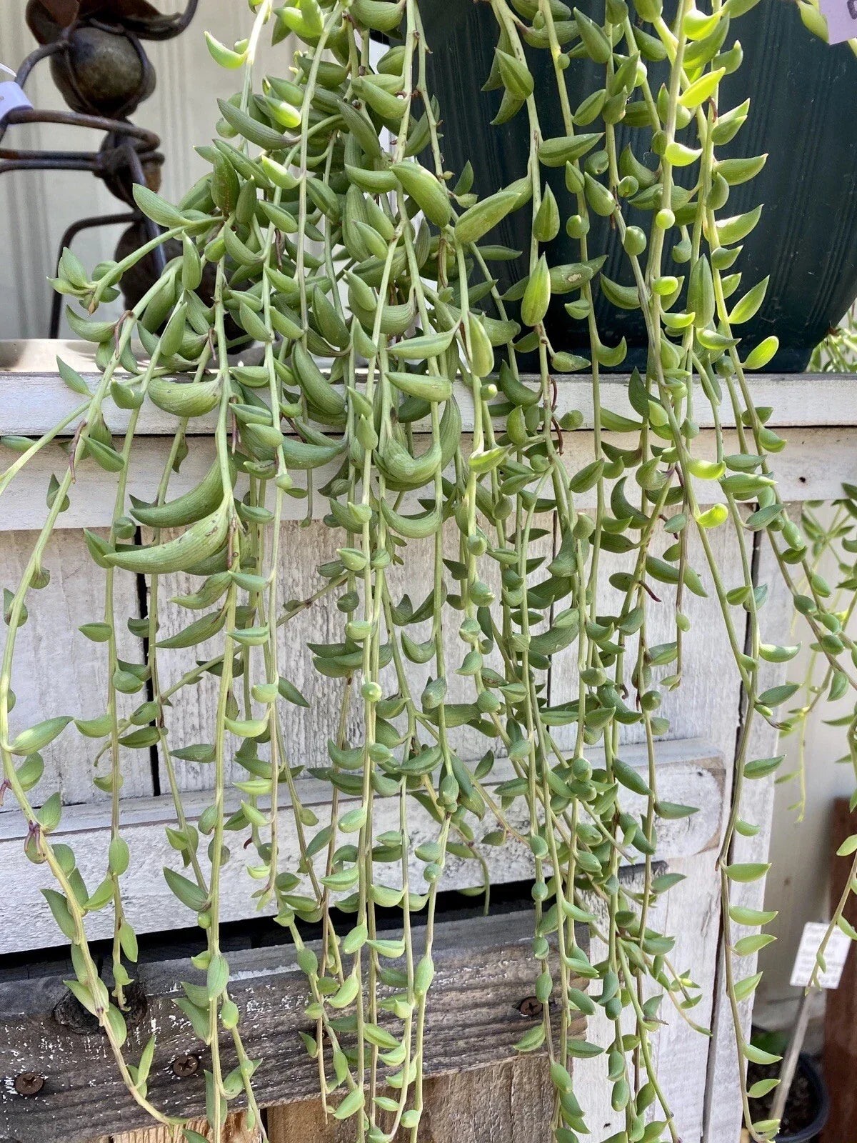 Organic String of Bananas Cuttings 15 Pack Senecio Radicans Succulent Propagation Houseplant