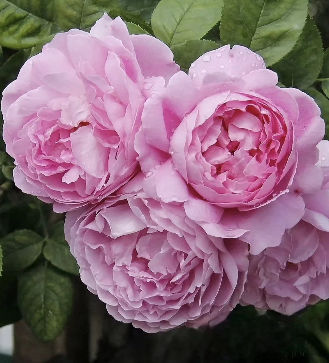Rose Plant Unrooted Cuttings – AusMary Rosa 'AusMary' – 3 Fresh 6" Long Bushy Rose Cuttings