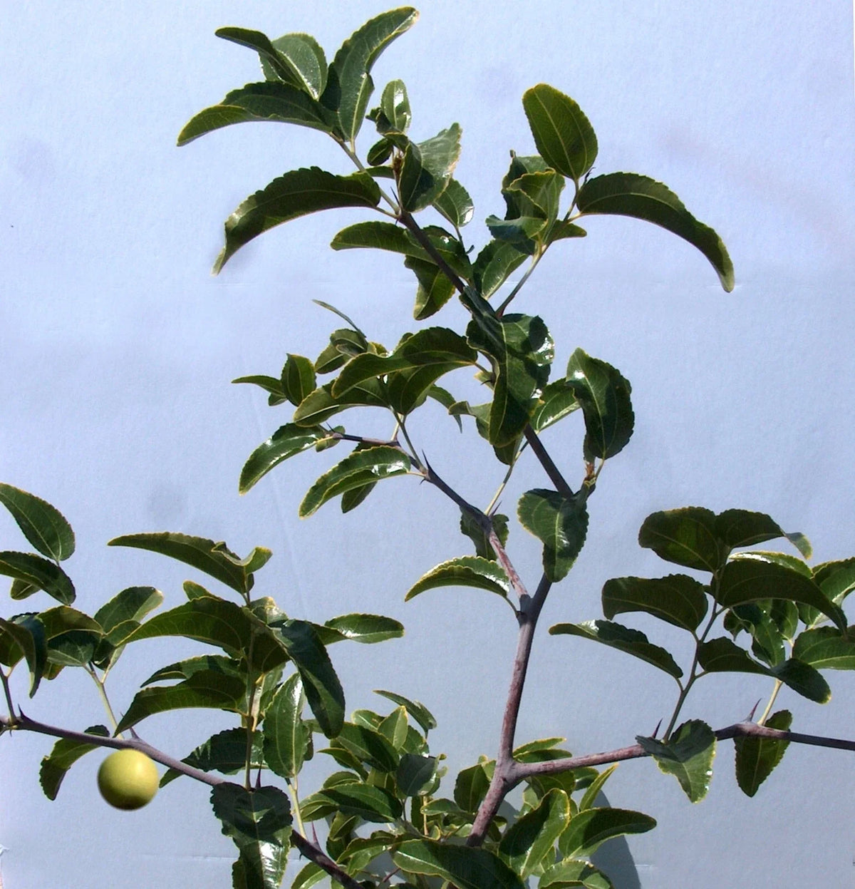 Sugar Cane Jujube Tree Cutting 8" Graft Scion Ziziphus jujuba T606A for Grafting