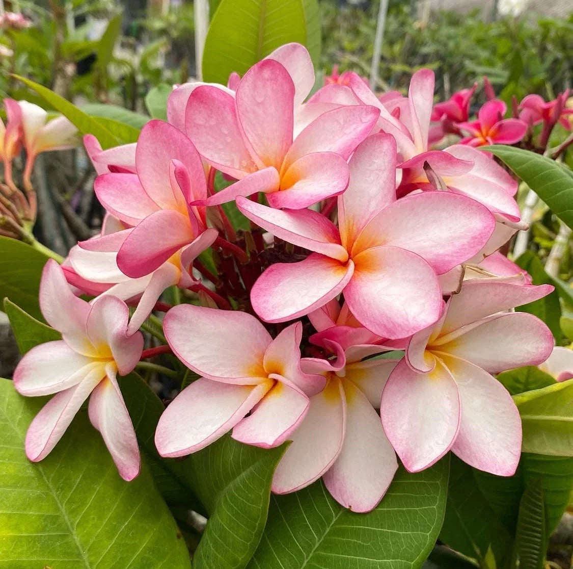Rooted Plumeria Cutting - Maui Breeze - 13-inch, Tropical Flowering Plant, Plumeria obtusa, Indoor/Outdoor Garden