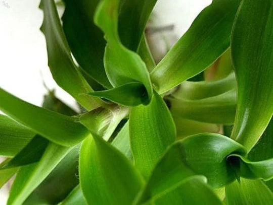 Callisia fragrans "Family Doctor" Indoor Houseplant – Easy Care Trailing Basket Chain – Wandering Jew – Green and Purple Foliage