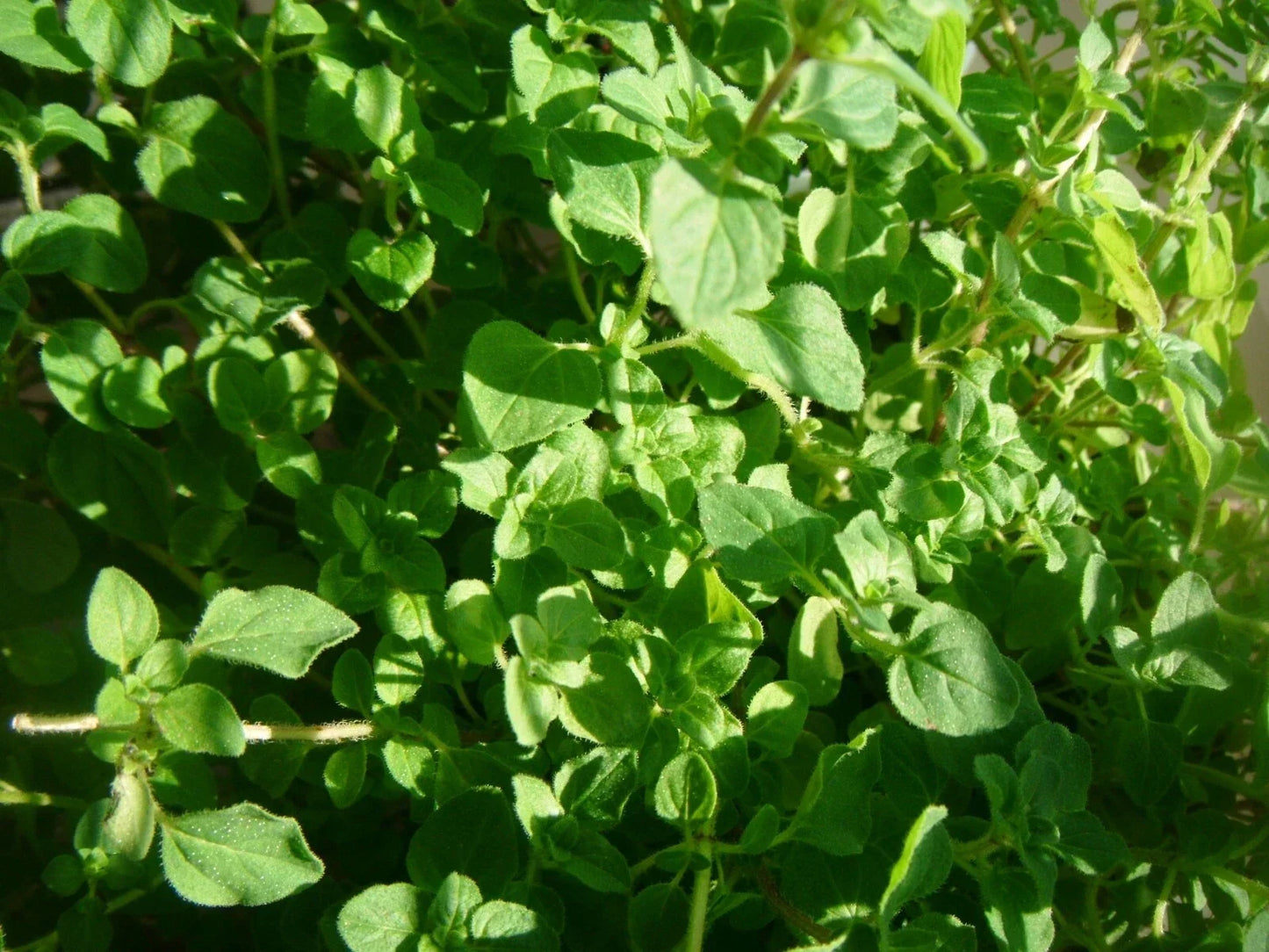 Common Thyme Seeds - 3000 Non-GMO Herb Seeds - Thymus vulgaris for Culinary Garden Planting