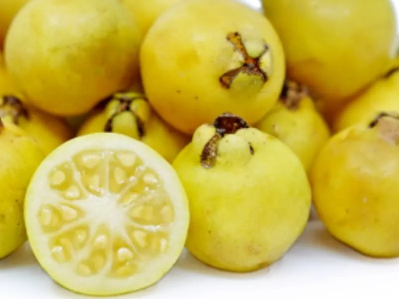 Yellow Lemon Guava Seeds - 20 Pack, Tropical Fruit Seeds, Psidium liturale, Grow Your Own Guava, Full Sun, Easy to Cultivate