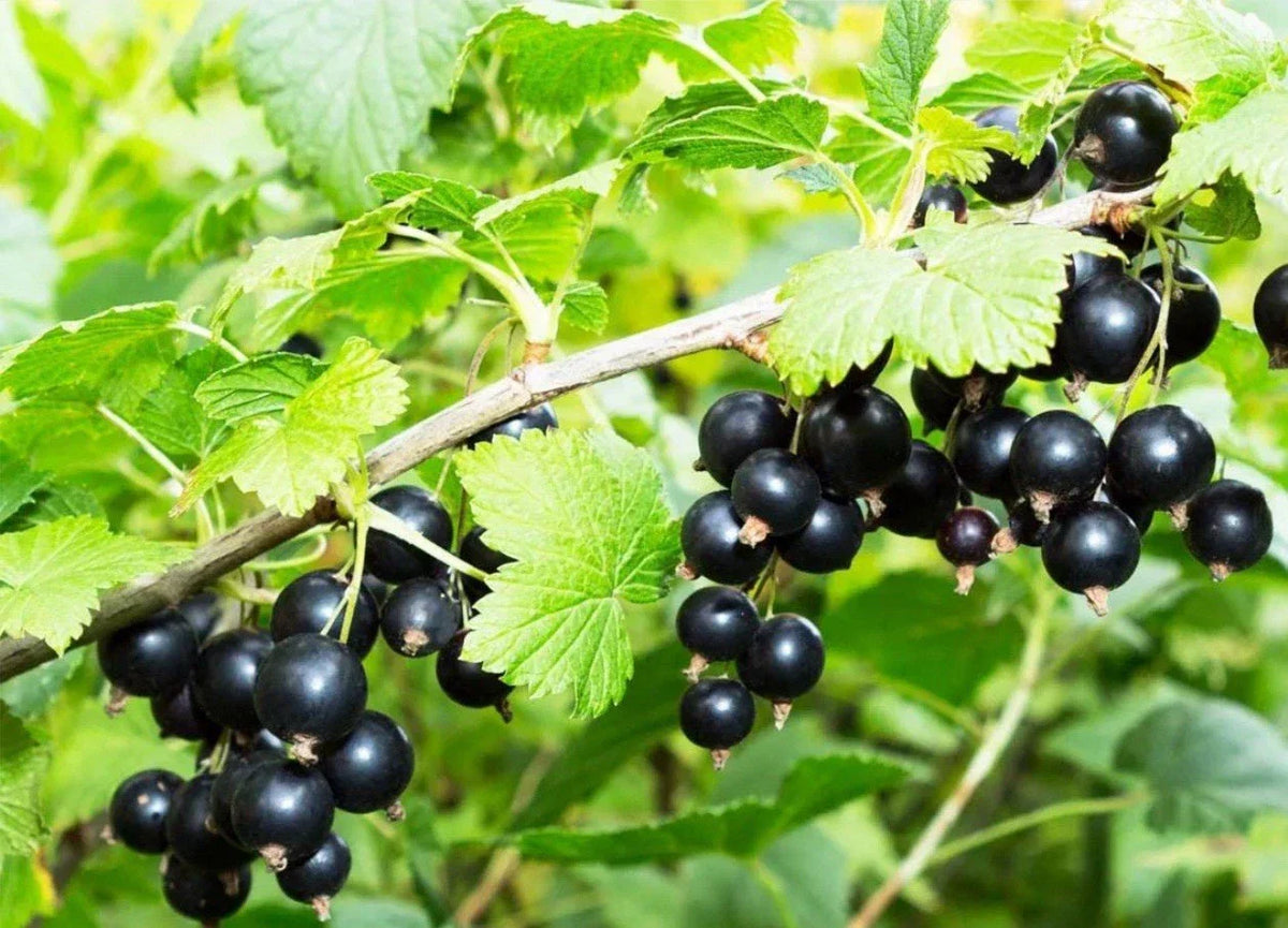 Black Currant Cuttings 8-10 Inches for Propagation Ribes nigrum Rooting Starter Plants for Garden and Farm