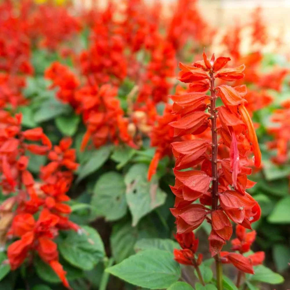 Scarlet Sage Seeds - Non-GMO Perennial Salvia Coccinea Herb - Vibrant Red Flowers, Easy to Grow Gardening Seeds