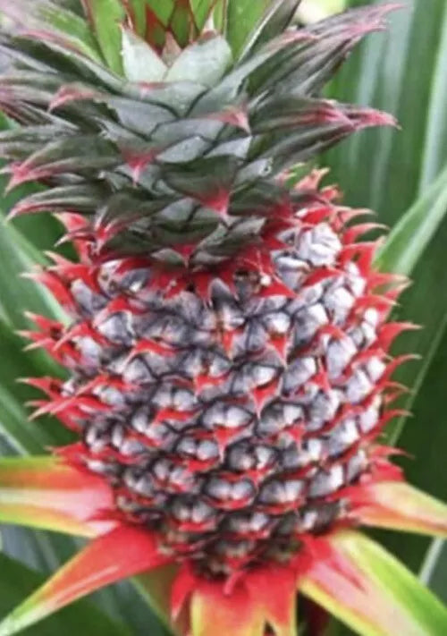 Florida Special Pineapple Plant - Live Starter Plant for Home Garden - Ananas comosus Tropical Fruit Plant