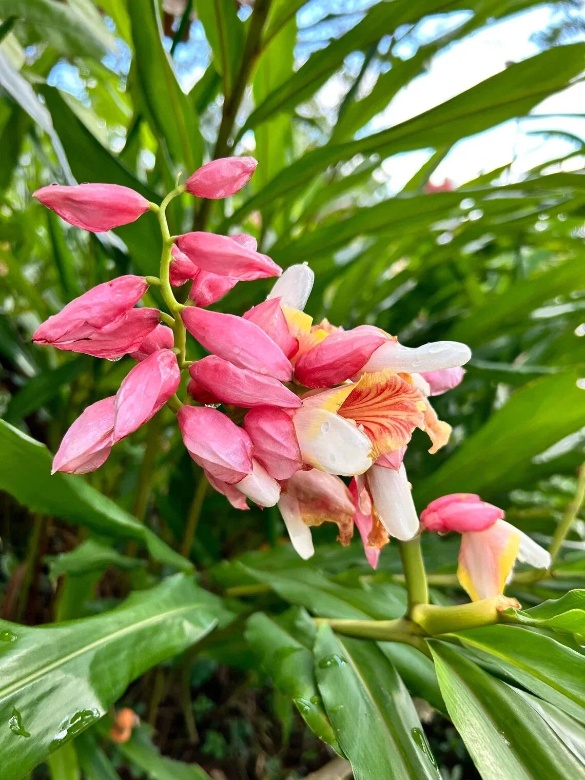 Pink Perfection Shell Ginger Rhizomes - 2 Alpinia hainanensis Tropical Plant for Partial Shade, Easy to Grow Garden Bulbs