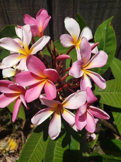 Plumeria Cutting 8-12 Inches Fresh Frangipani Plant for Garden or Patio - Plumeria spp.