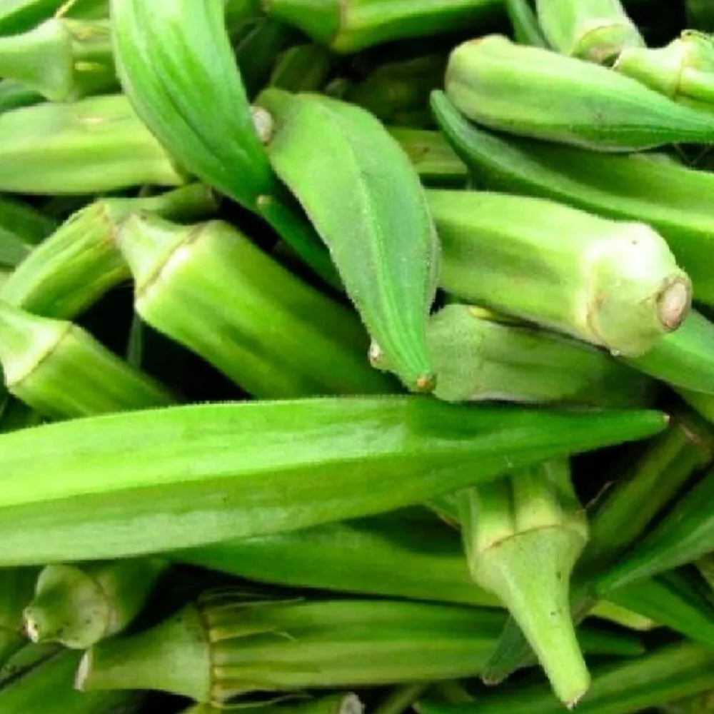 Emerald Okra Seeds | Non-GMO Heirloom Seeds for Gardening | Abelmoschus esculentus | Vibrant Green Pods | Full Sun Annual Plant