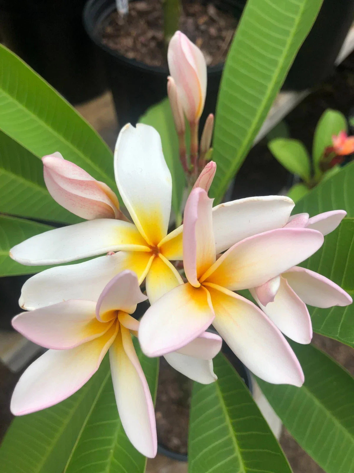 Rare Plumeria Cutting - Sariah's Curly Pink - Tropical Garden Plant - Plumeria rubra Fresh Cut
