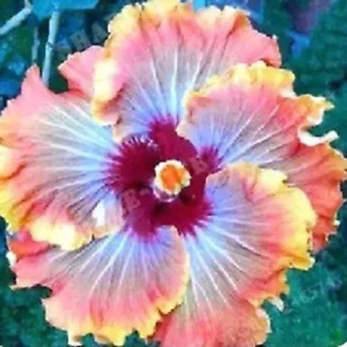 Hibiscus Seeds 20 Pack Orange Red Perennial Flower Seeds Hibiscus rosa-sinensis for Garden, Borders, Containers