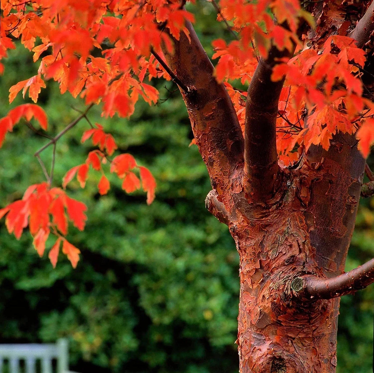 Paperbark Maple Tree Seeds - Acer griseum with Peeling Cinnamon Bark