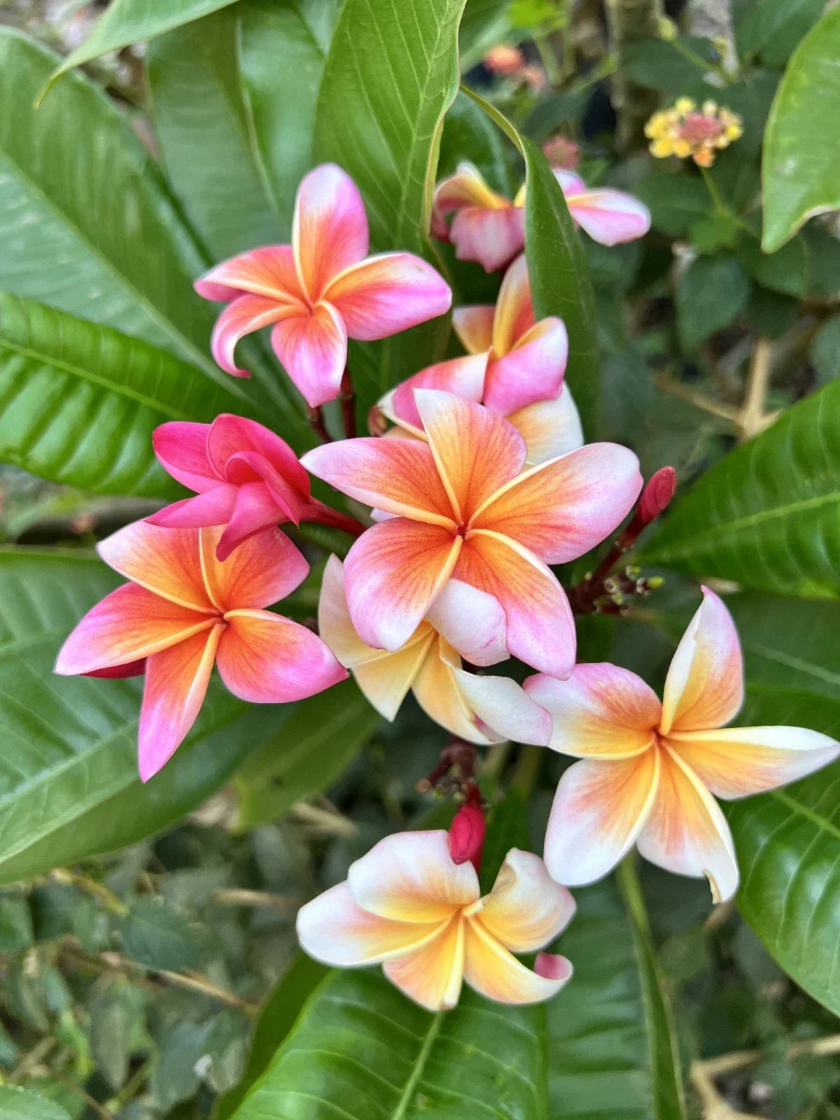 Plumeria Cutting with 2 Grow Tips – Whirlwind Variety, Fresh Propagation, Fragrant Flowers, Plumeria rubra