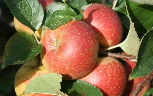 Orleans Reinette Apple Seeds - 25+ Premium USA Grown Malus domestica Seeds for Garden Planting