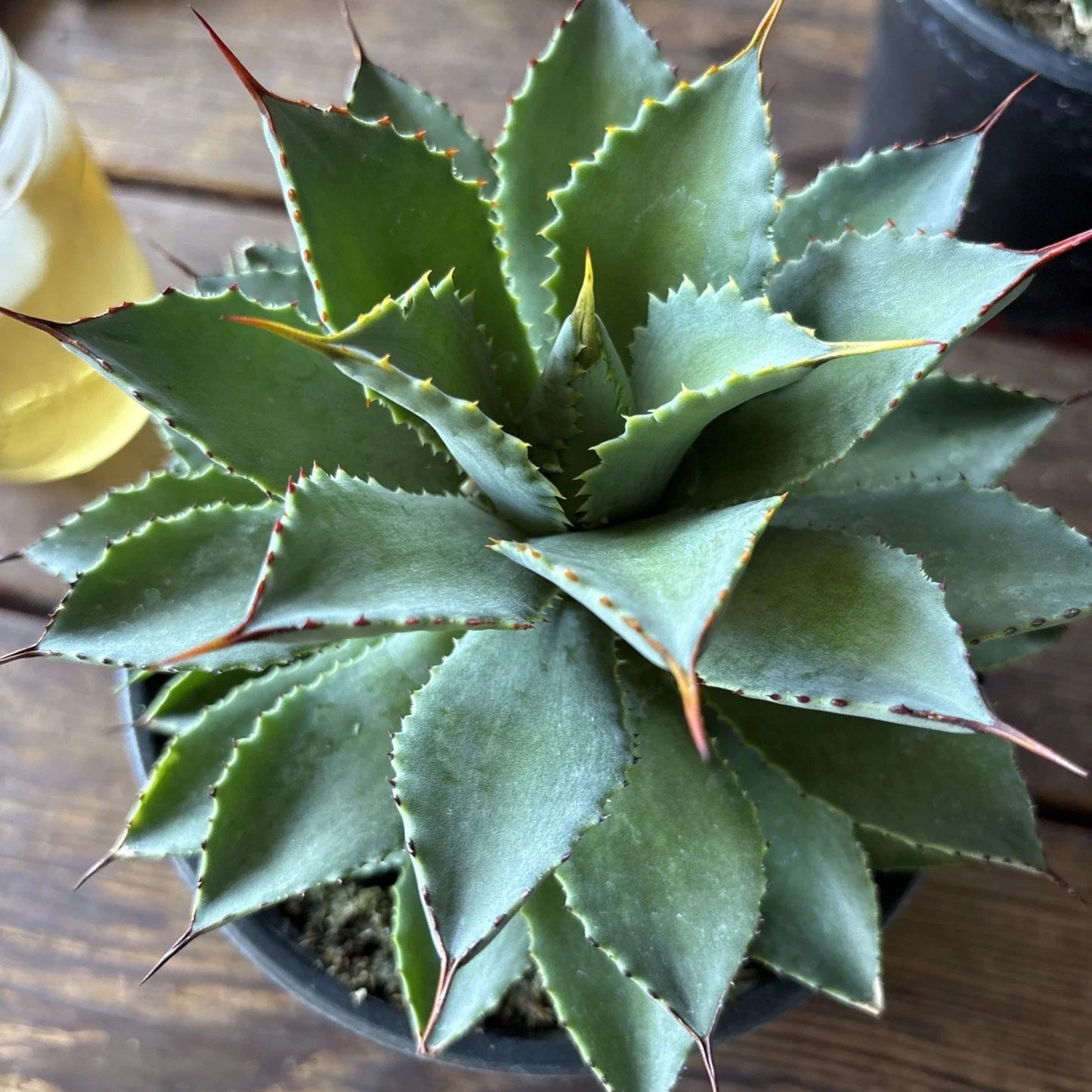 Agave Potatorum Plant, 6" Rooted in Pot, Succulent Variety, Live Houseplant, Perfect for Indoor or Outdoor Use
